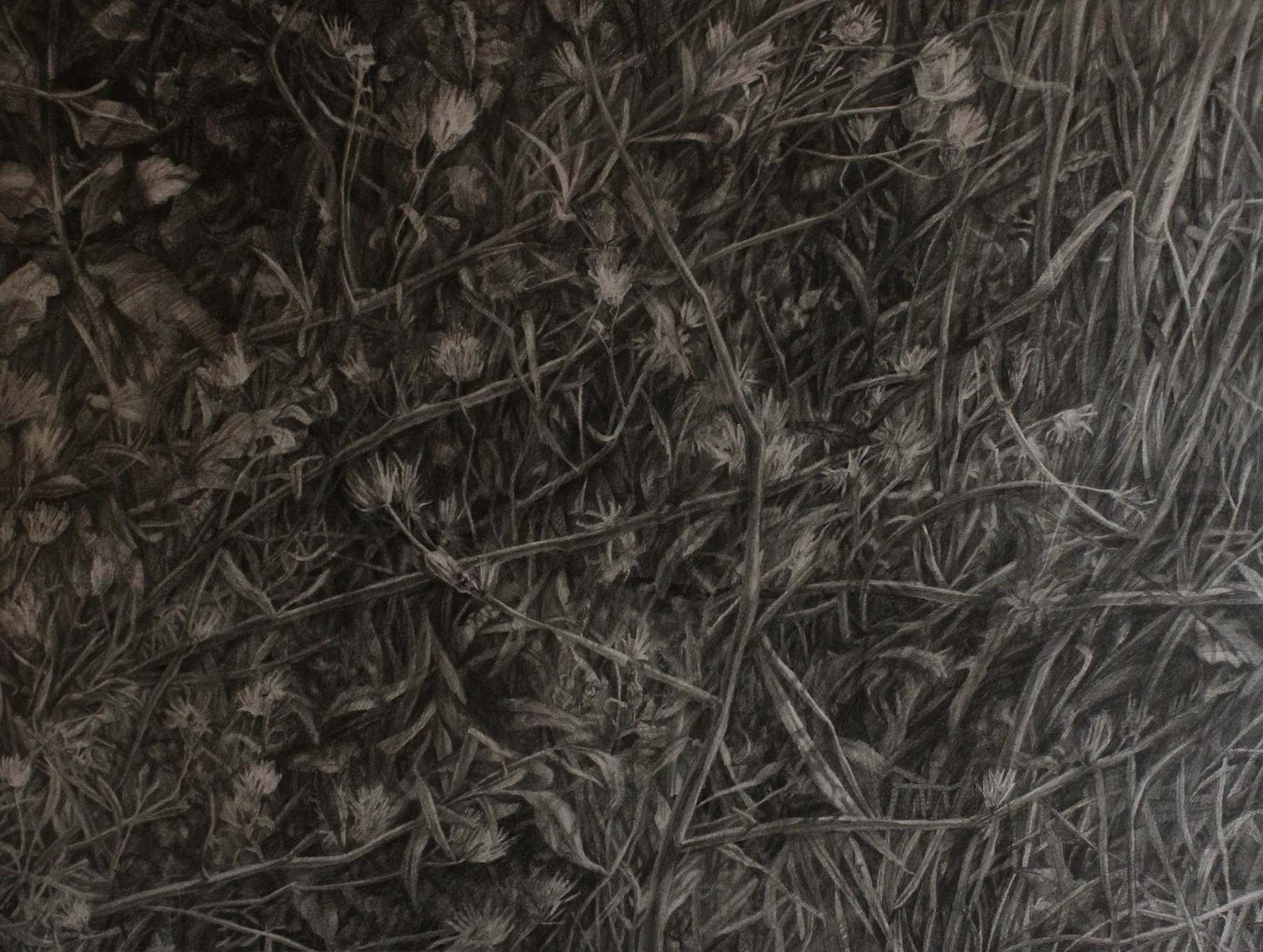 "Herbarium for an Imaginary Space", 50 x 70 cm, graphite on paper, 2026